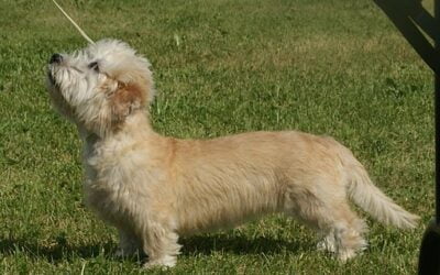 Greyfriars Bobby Day 2024